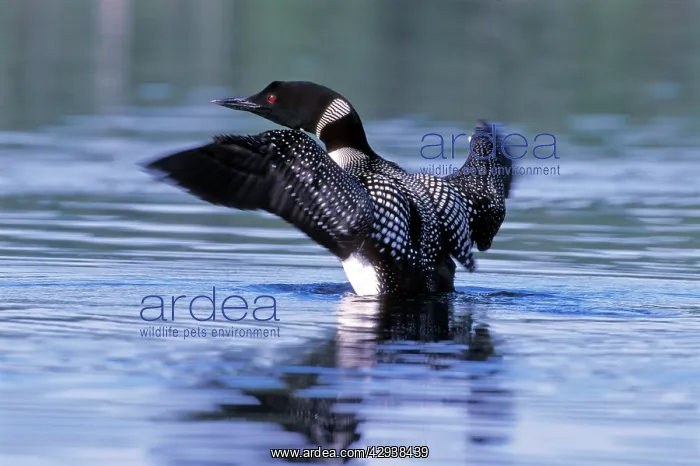 : Common Loon / Great Northern Diver standing up : Common Loon / Great Northern Diver standing up