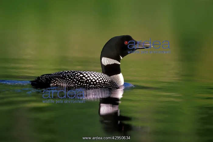 : Common Loon / Great Northern Diver swimming in : Common Loon / Great Northern Diver swimming in