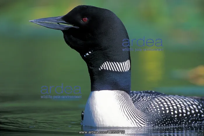 : Common Loon or Great Northern Diver swimming : Common Loon or Great Northern Diver swimming