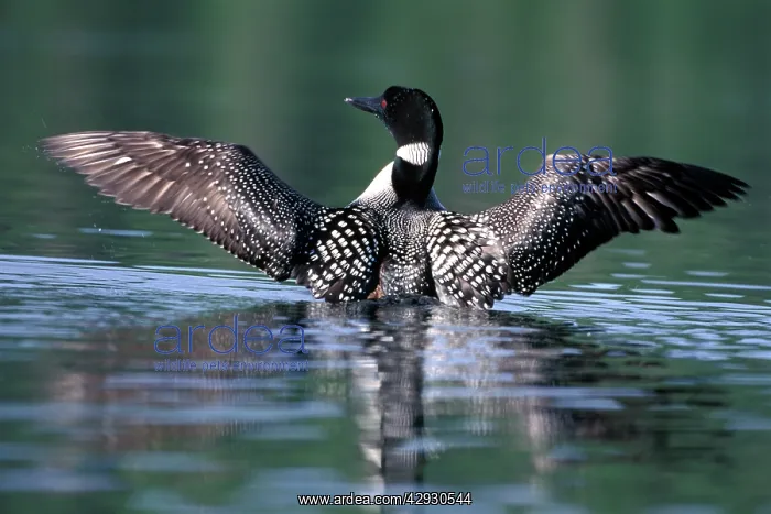 : Common Loon / Great Northern Diver - With wings spread out : Common Loon / Great Northern Diver - With wings spread out