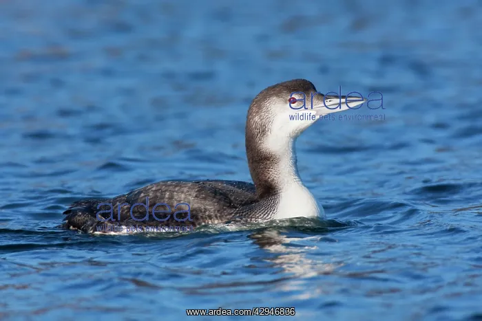 : Common Loon / Great Northern Diver - winter plumage : Common Loon / Great Northern Diver - winter plumage