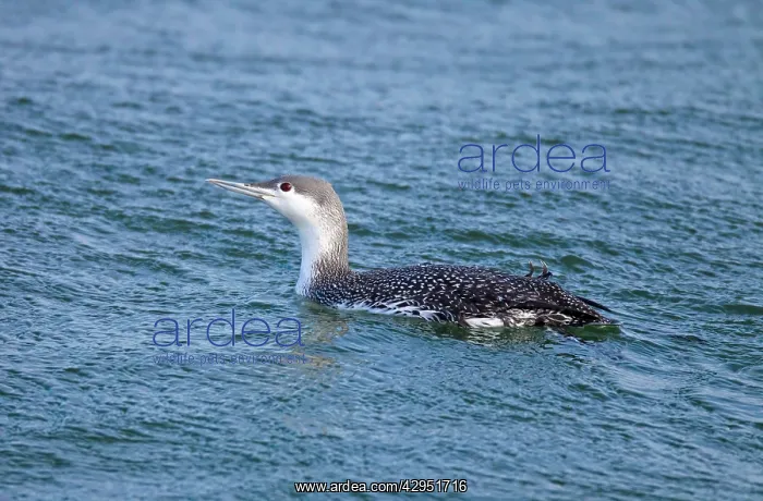: Common Loon / Great Northern Diver - winter plumage : Common Loon / Great Northern Diver - winter plumage