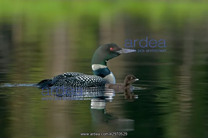  : Common Loon  /  Great Northern Loon  /  Diver - adult