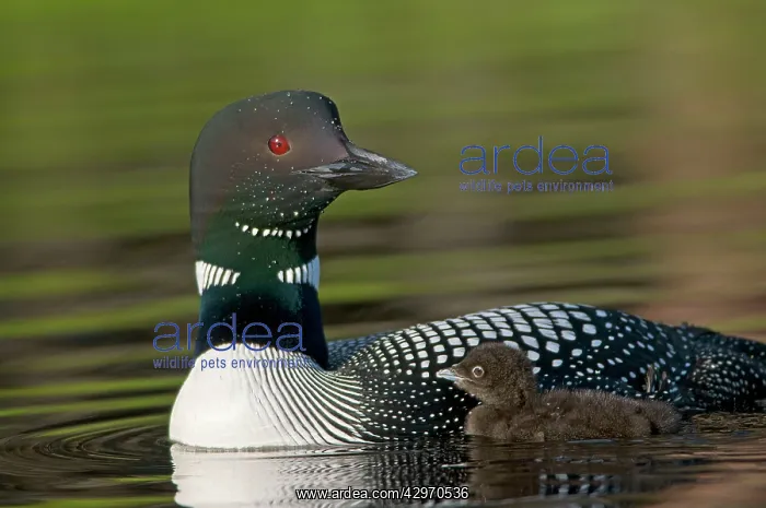 : Common Loon / Great Northern Loon / Diver - adult : Common Loon / Great Northern Loon / Diver - adult