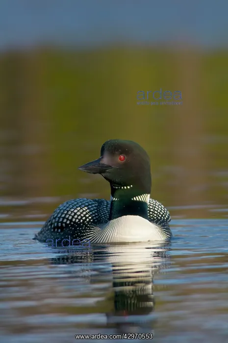: Common Loon / Great Northern Loon / Diver - adult : Common Loon / Great Northern Loon / Diver - adult