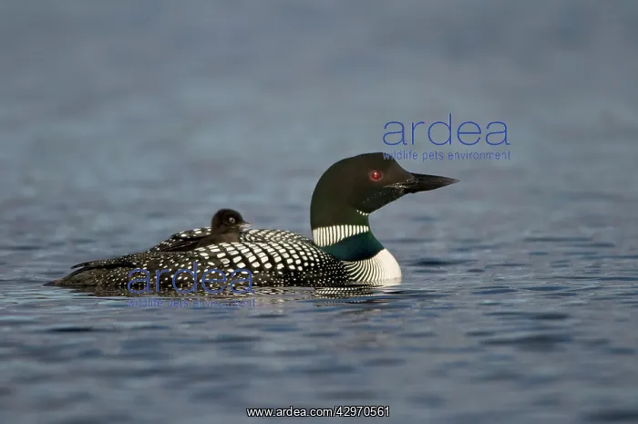 : Common Loon / Great Northern Loon / Diver - adult : Common Loon / Great Northern Loon / Diver - adult