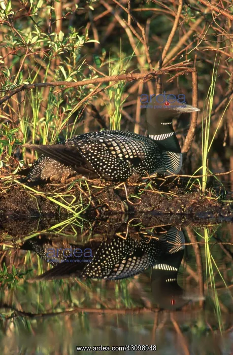 : Common Loon on Nest : Common Loon on Nest