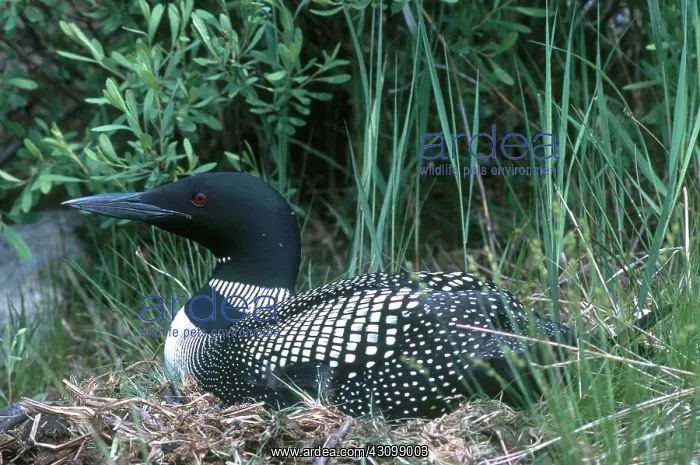 : Common Loon on Nest : Common Loon on Nest