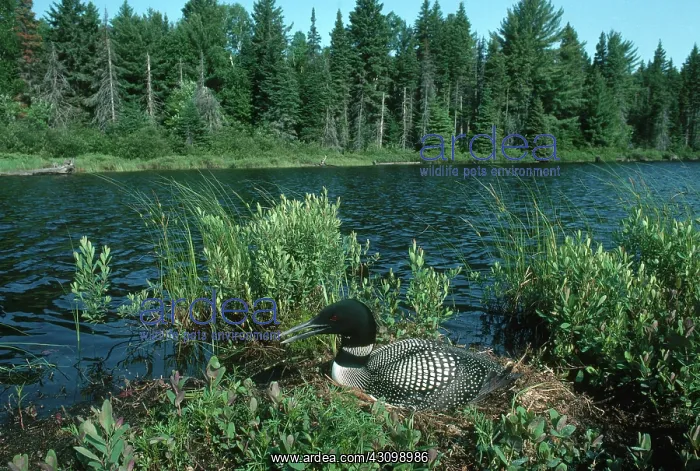 : Common Loon Nesting : Common Loon Nesting
