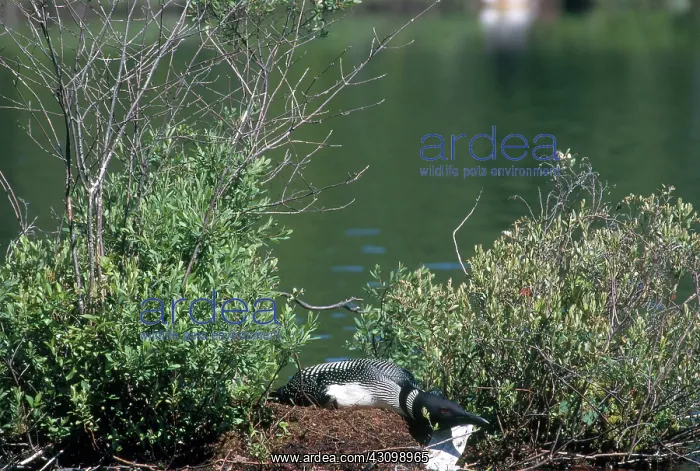 : Common Loon on Nesting Platform : Common Loon on Nesting Platform