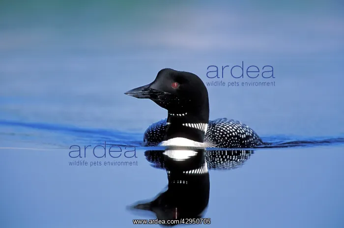 : Common Loon swimming in lake, reflection : Common Loon swimming in lake, reflection