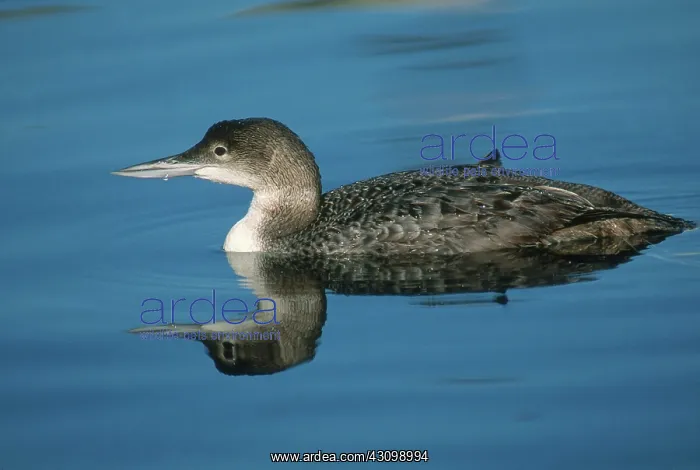 : Common Loon in Winter : Common Loon in Winter
