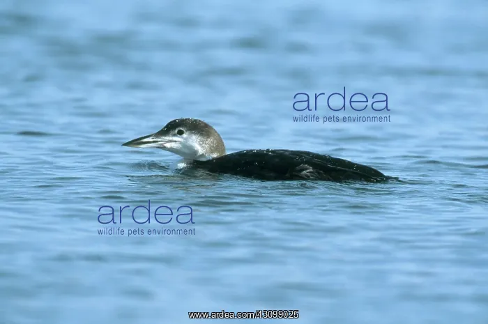 : Common Loon in Winter : Common Loon in Winter