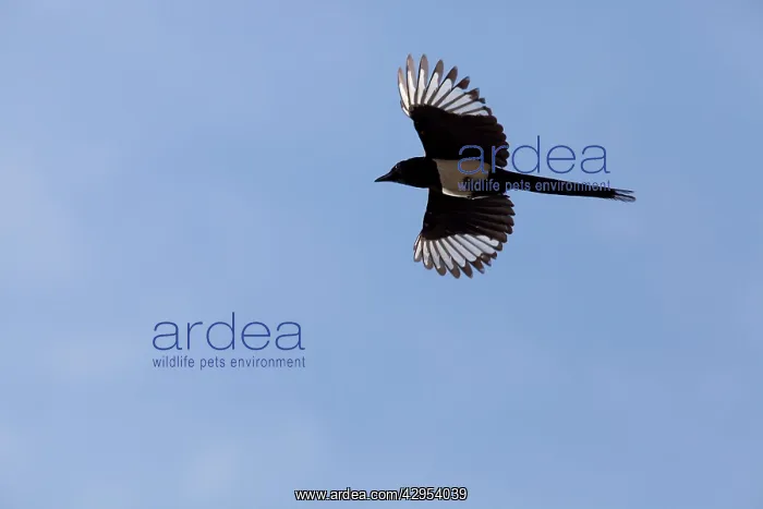 : Common Magpie - adult in flight : Common Magpie - adult in flight