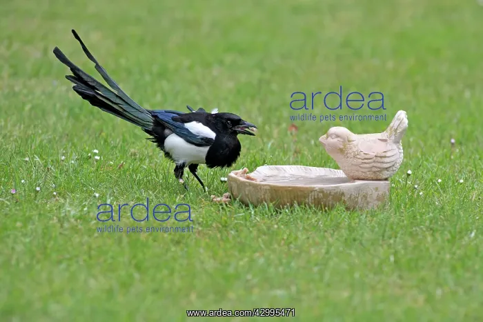 : Common Magpie - drinking from birdbath on lawn Island : Common Magpie - drinking from birdbath on lawn Island