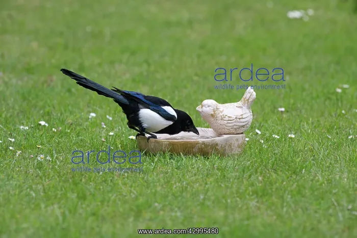 : Common Magpie - drinking from birdbath on lawn Island : Common Magpie - drinking from birdbath on lawn Island