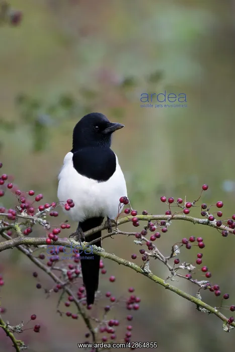 : Common Magpie - Perched in hawthorn : Common Magpie - Perched in hawthorn