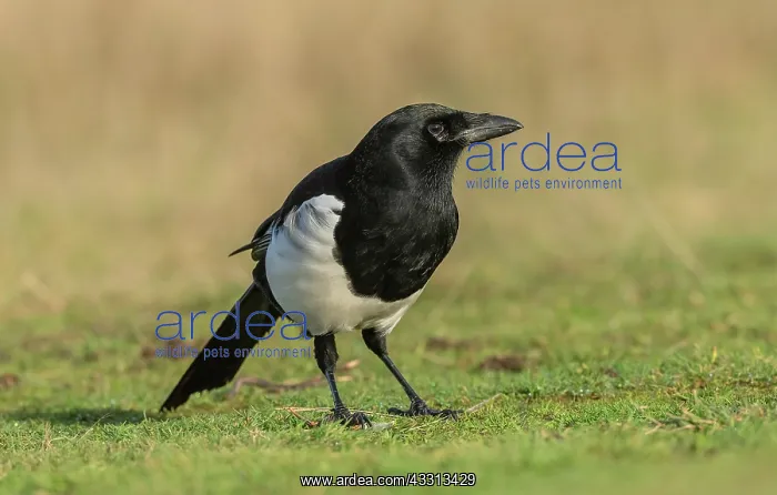 : Common magpie, Pica pica, feeding and foraging i : Common magpie, Pica pica, feeding and foraging i