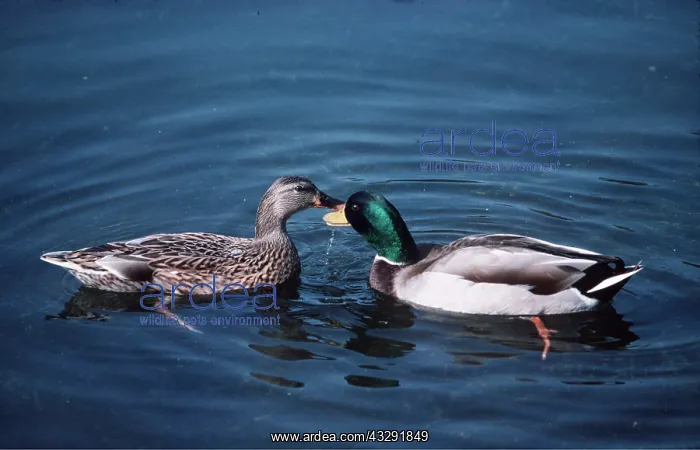  : Common MALLARD Ducks, male & female pair on water