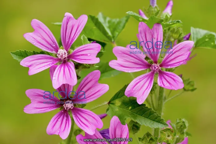 : Common Mallow - in flower : Common Mallow - in flower