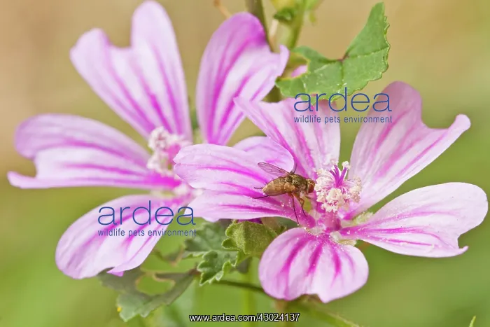 : Common Mallow - in flower : Common Mallow - in flower