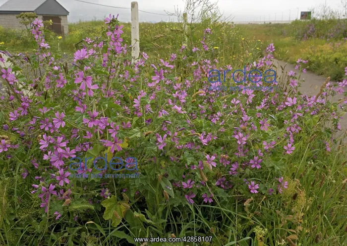 : Common Mallow - on roadside verge : Common Mallow - on roadside verge