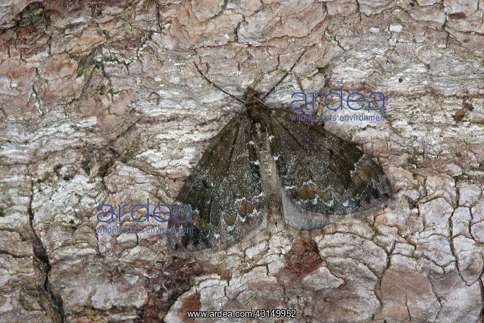 : Common Marbled Carpet : Common Marbled Carpet