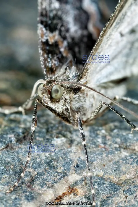 : Common Marbled Carpet : Common Marbled Carpet