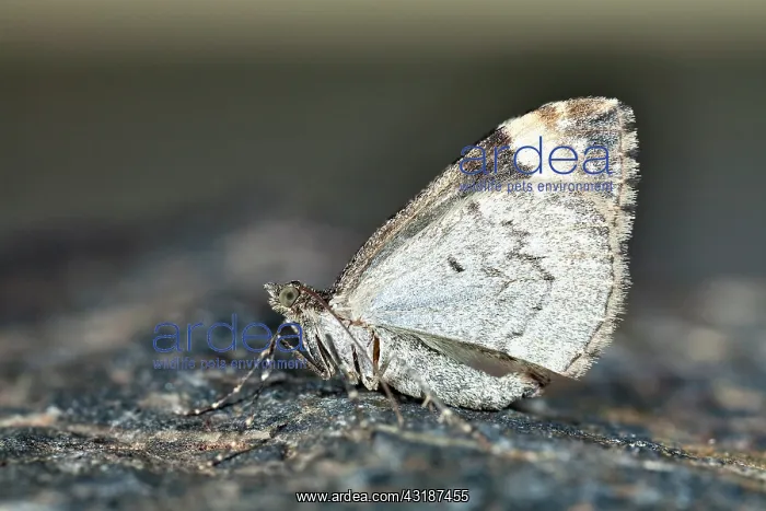 : Common Marbled Carpet : Common Marbled Carpet