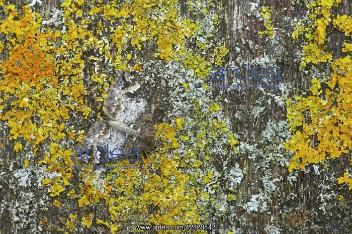 : Common Marbled Carpet - Camouflaged against lichen : Common Marbled Carpet - Camouflaged against lichen