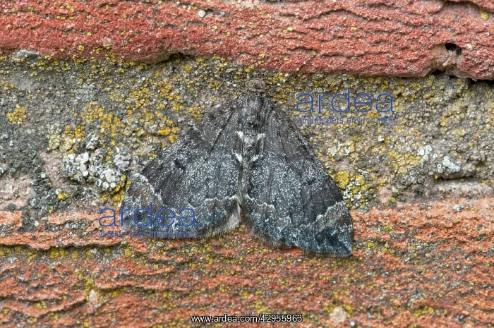 : Common Marbled Carpet - resting on wall : Common Marbled Carpet - resting on wall