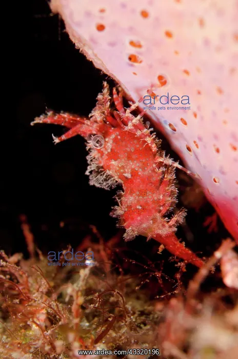 : Common Marbled Shrimp - on sponge on night dive : Common Marbled Shrimp - on sponge on night dive