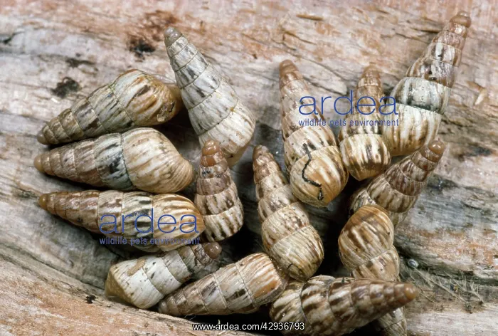 : Common Maritime Snails - on driftwood : Common Maritime Snails - on driftwood