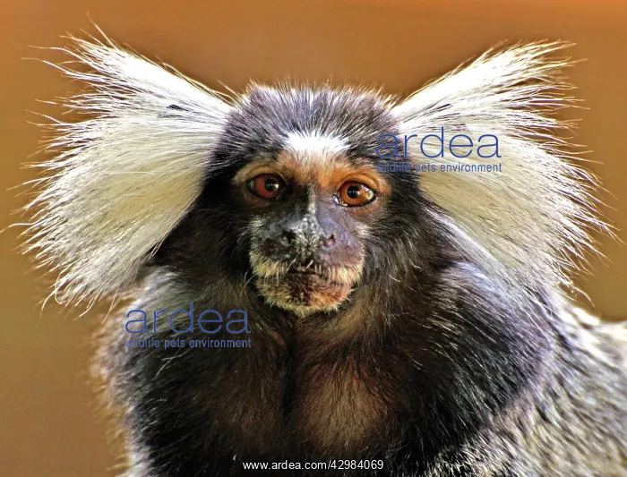 : Common Marmoset : Common Marmoset
