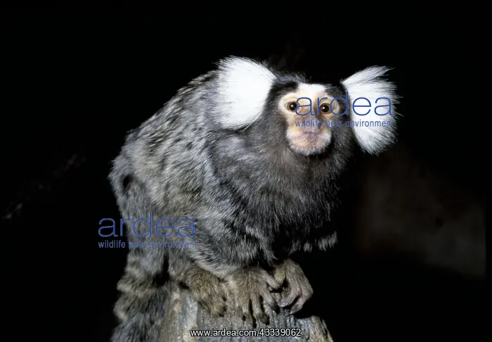 : COMMON MARMOSET - on balancing on perch : COMMON MARMOSET - on balancing on perch
