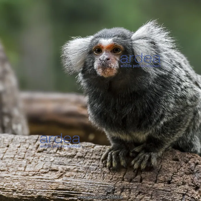 : Common marmoset (Callithrix jacchus) in tree, native : Common marmoset (Callithrix jacchus) in tree, native