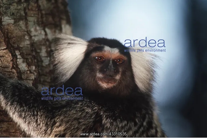 : Common MARMOSET - close-up of head : Common MARMOSET - close-up of head