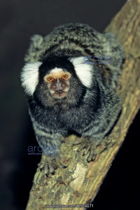 : Common Marmoset - portrait : Common Marmoset - portrait
