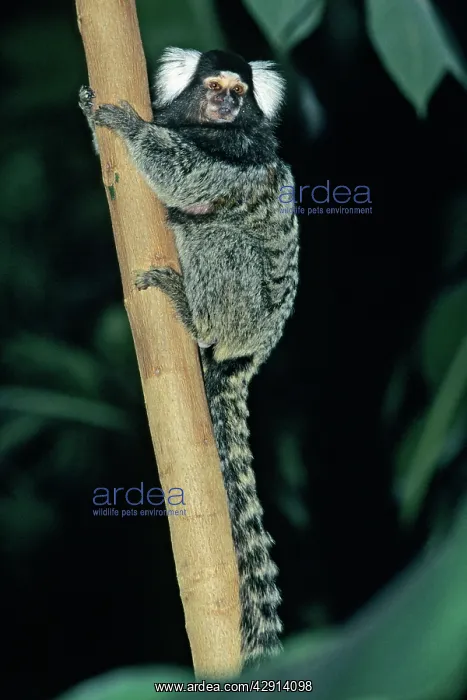 : Common Marmoset - sittting on stem : Common Marmoset - sittting on stem