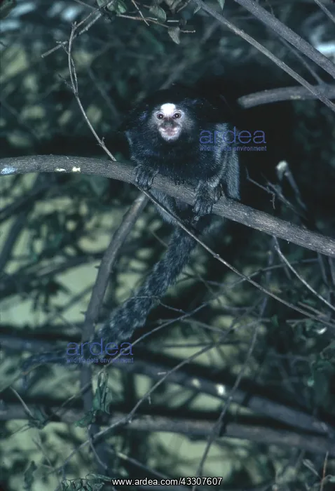 : Common MARMOSET - in tree : Common MARMOSET - in tree