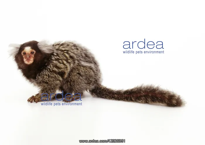 : Common MARMOSET - side view, studio : Common MARMOSET - side view, studio