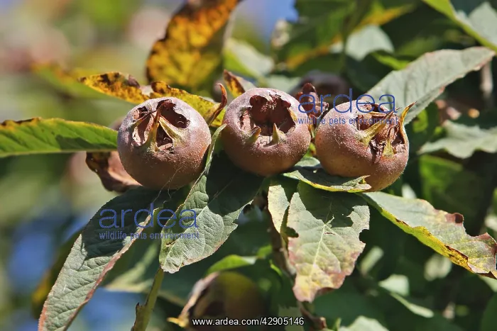 : Common Medlar : Common Medlar