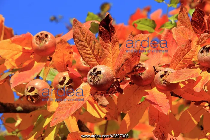 : Common Medlar - eat after the first frost when : Common Medlar - eat after the first frost when
