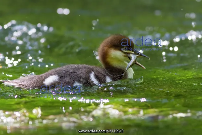 : Common Merganser : Common Merganser
