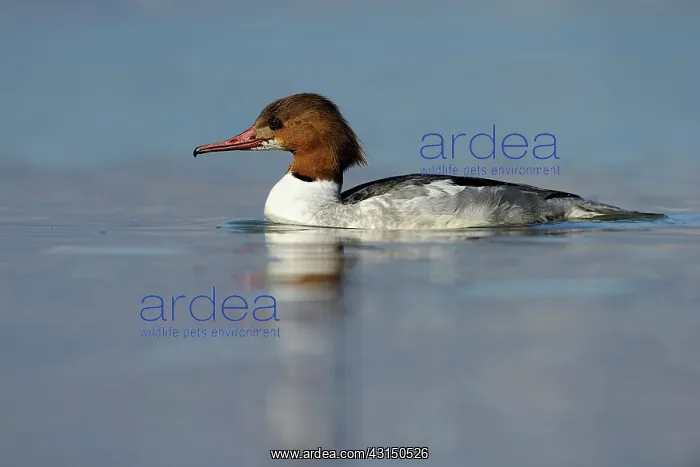 : Common Merganser : Common Merganser