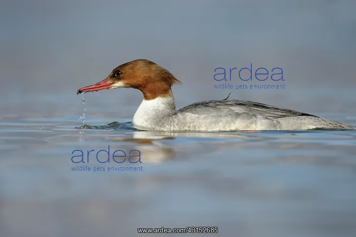: Common Merganser : Common Merganser