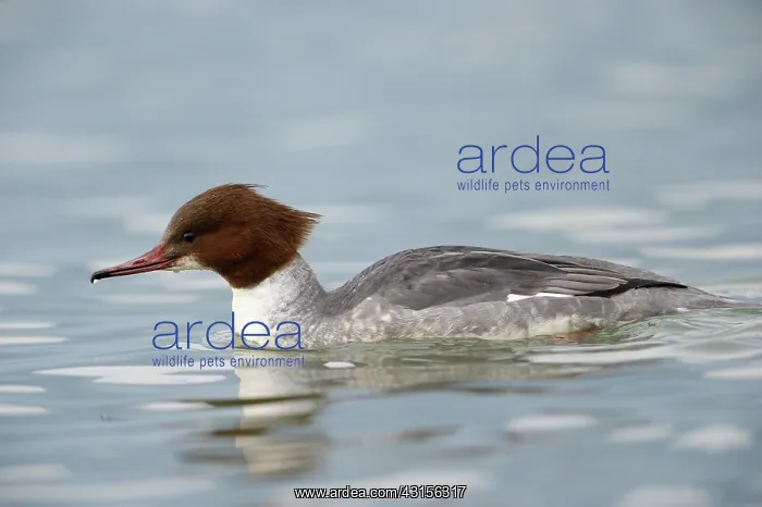 : Common Merganser : Common Merganser