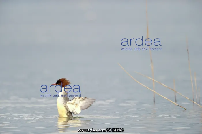 : Common Merganser : Common Merganser
