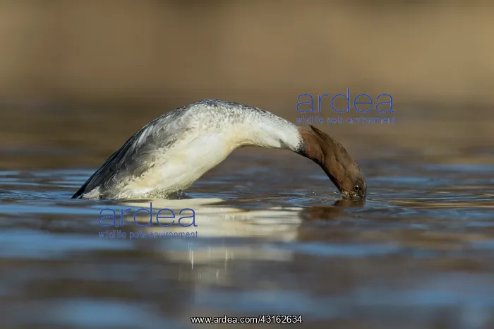 : Common Merganser : Common Merganser