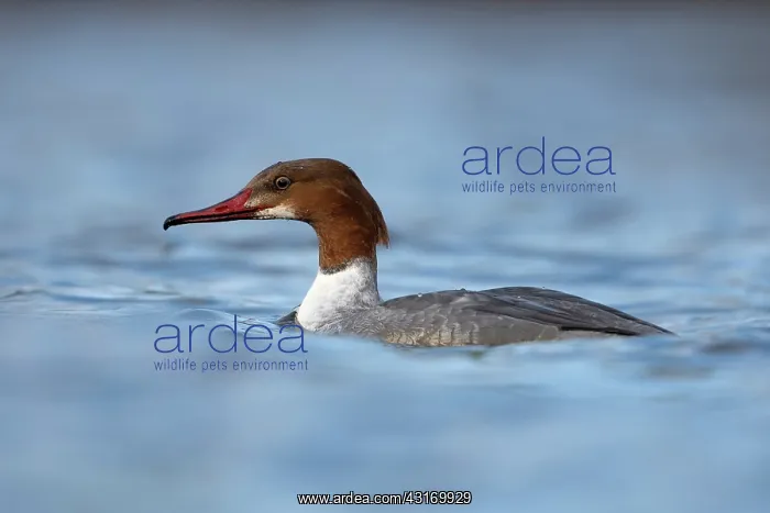 : Common Merganser : Common Merganser